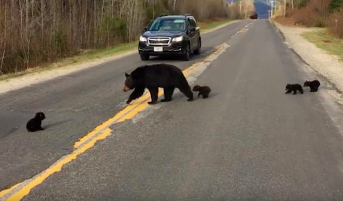 Полицейские хотели помочь семье медведей перейти дорогу