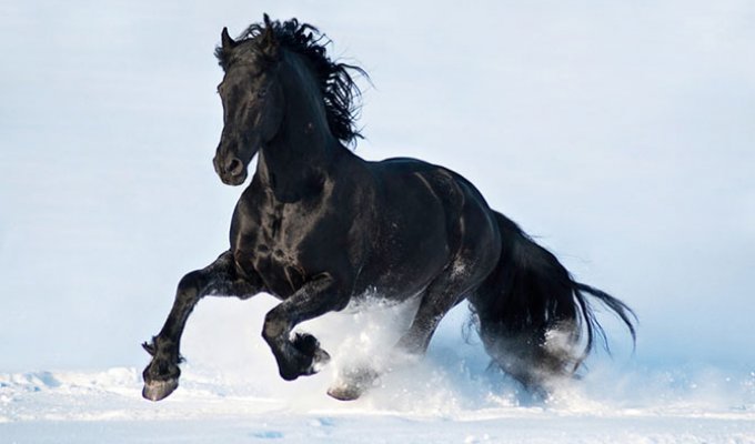 Лошади, от красоты которых перехватывает дыхание (15 фото)