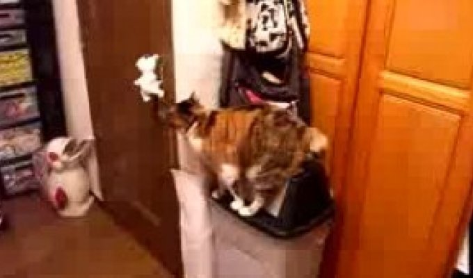 Кот научился открывать себе дверь
