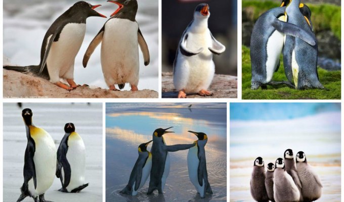 Милейшие создания - пингвины (27 фото)