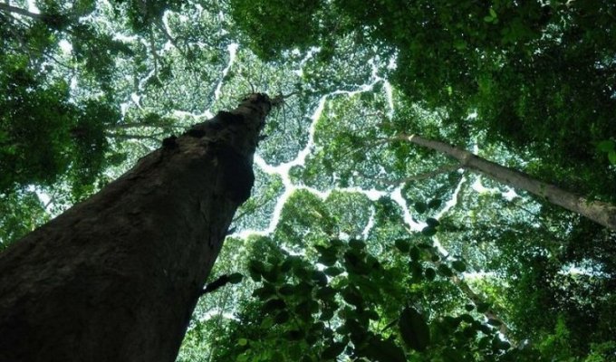 Необычные текстуры от деревьев (12 фото)