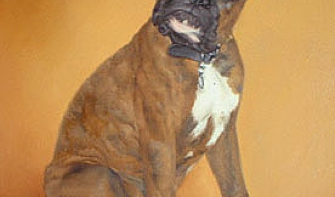 Портреты собак (42 портрета)
