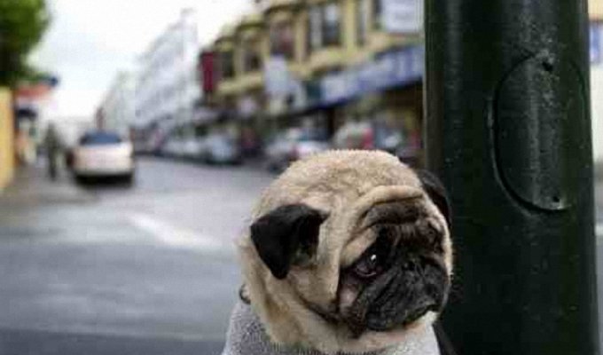 Самый грустный пес в мире (3 фото)
