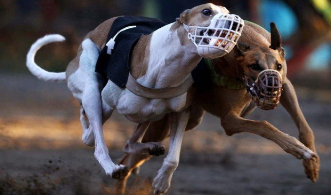Собачьи бега в Сантьяго (16 фото)