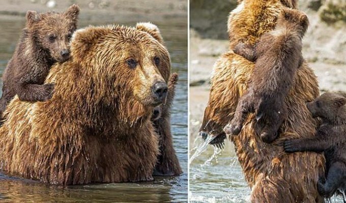 Медвежата на спине у мамы: чудесные фотографии медведей Аляски (9 фото)