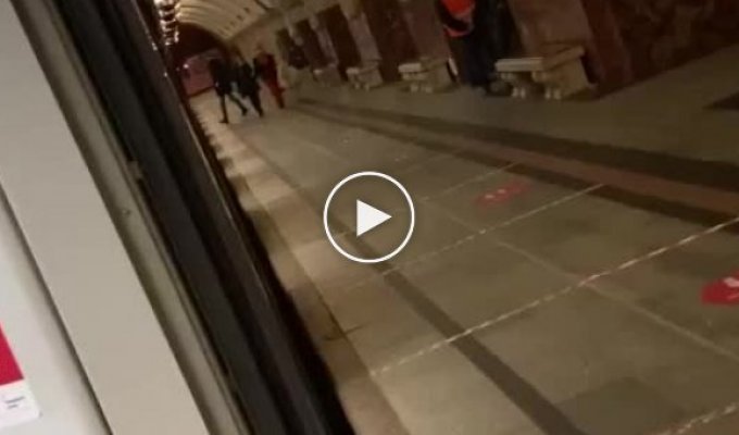 В московском метро заметили южноамериканскую альпаку