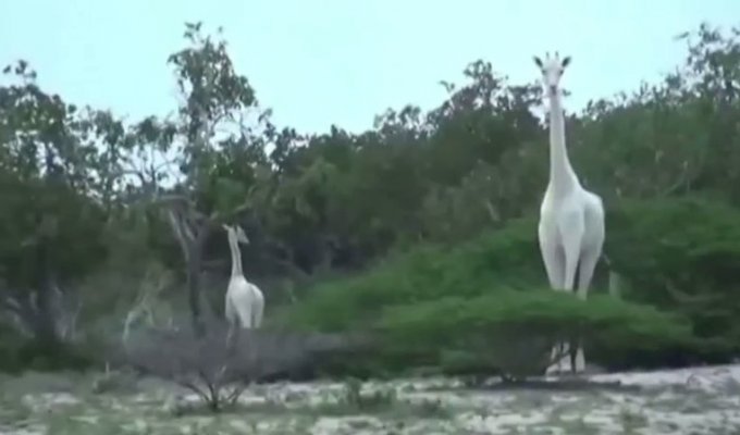 Впервые на видео: белые жирафы (4 фото + 1 видео)