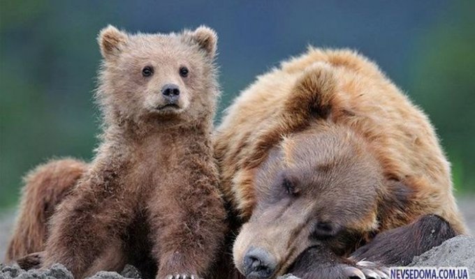 Познавательно о медведях (7 фото)