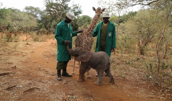 Дружба жирафа с слоненком (12 фото)