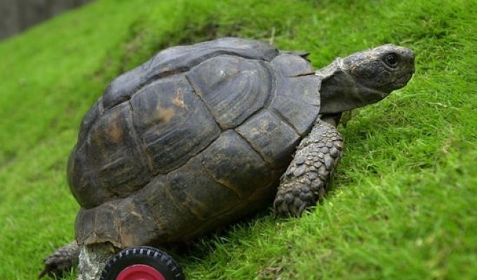 Протез для черепахи (9 фото)