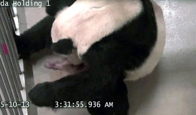 В Канадском зоопарке произошел первый в стране случай размножения панд в неволе (4 фото)
