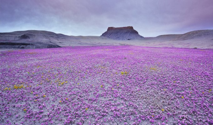 Цветущая пустыня (17 фото)