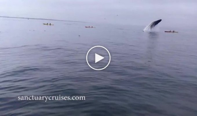 Британские туристы чуть не погибли когда горбатый кит решил запрыгнуть к ним на байдарку
