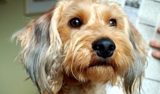 Верные друзья: 20 историй о собаках, которые спасли кому-то жизнь (21 фото)