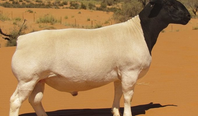 Дорпер: "голая" овца из Африки (6 фото)