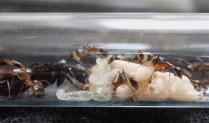 Рождение муравья (10 фото)