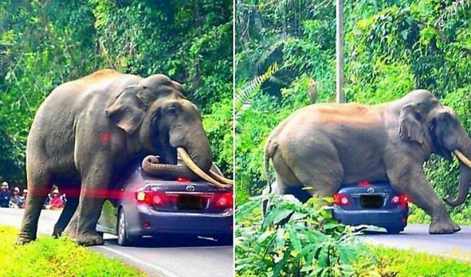 Любвеобильный слон перегородил дорогу туристу и устроил «краш-тест» его автомобилю (10 фото + 1 видео)