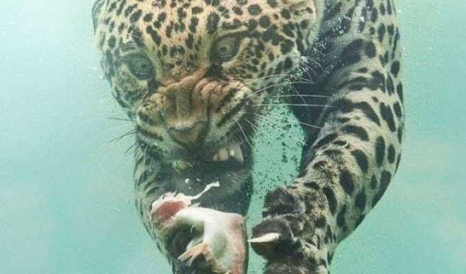 Фотожабы на леопарда, нырнувшего в воду (14 фото)