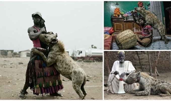 Африканские страсти: как приручить зверюгу (21 фото + 1 видео)