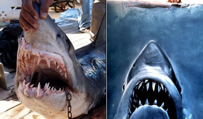Нападения акул на туристов в Египте (15 фото)
