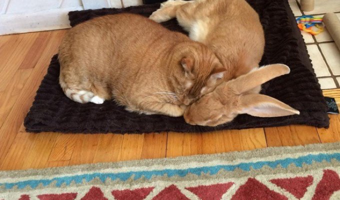 Удивительная дружба между кроликом и котом! (10 фото)