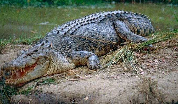 Огромный крокодил украл рыбака прямо через днище лодки (1 фото)