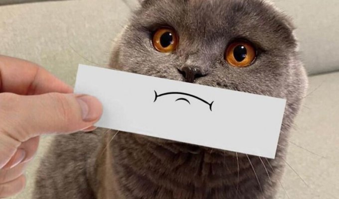 Забавные кошачьи эмоции, нарисованные на кусочке бумаги (13 фото)