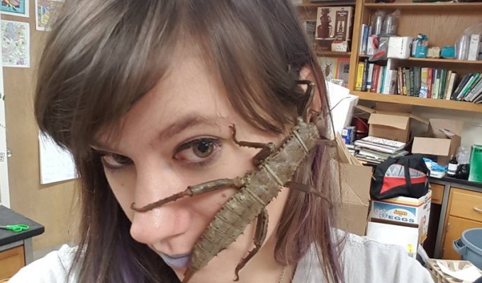 Энтомолог прививает людям любовь к насекомым, сажая их себе на лицо (13 фото)