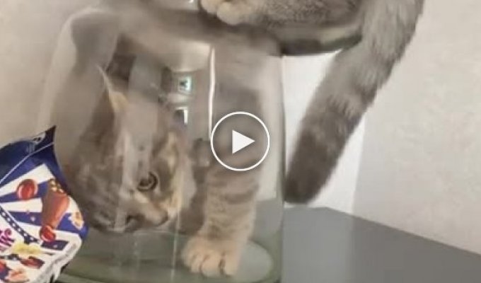 Котенок решил изучить вазу и еще раз доказал, что коты — это жидкость