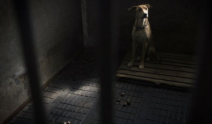  Собачий приют под Киевом (9 Фото)