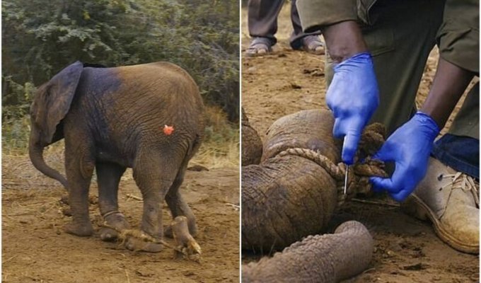 В Кении слоненок попал в ловушку браконьеров, не в силах выбраться (8 фото + 1 видео)