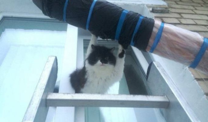 В Озёрске помогли застрявшему в окне коту (3 фото)