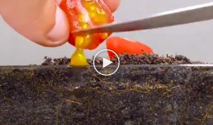 Проращивание семян помидоров черри в домашних условиях и ускоренной съемке