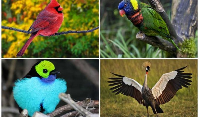 Топ-10 самых красивых птиц в мире (10 фото)