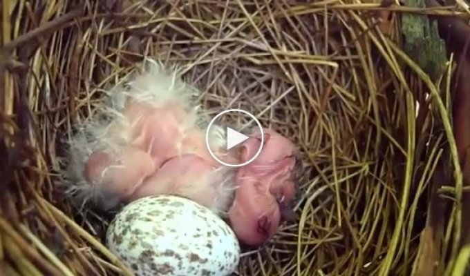 Рождение птенцов