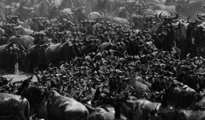 Миграция антилоп гну (12 фото)