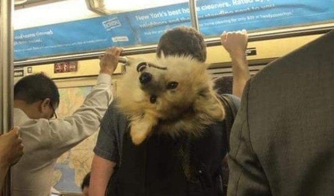 Чего только не увидишь в метро (17 фото)