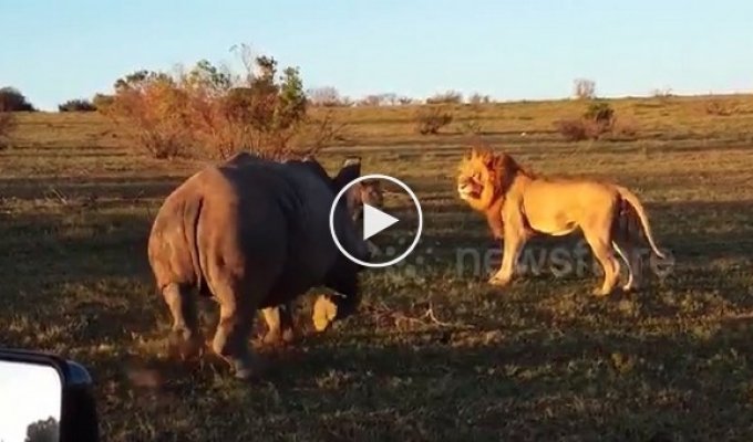 Носорог разогнал парочку львов в момент интимной близости