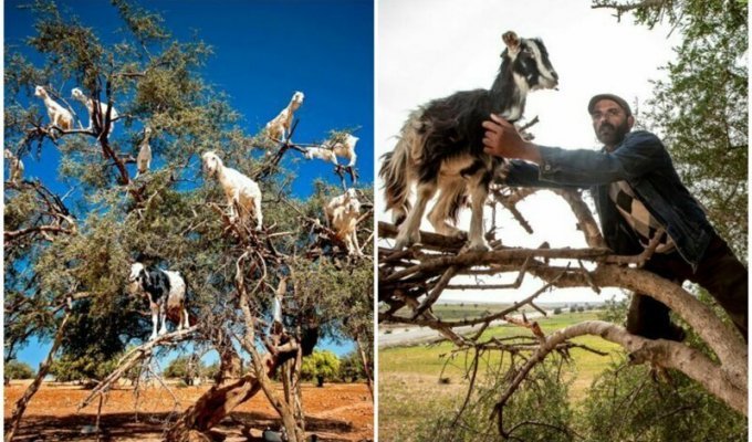 Знаменитые "козы на деревьях" в Марокко оказались подделкой (9 фото + 1 видео)