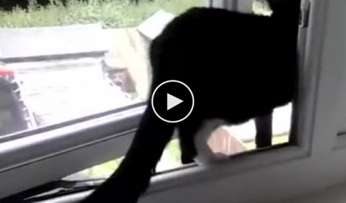 Кот использует батут, чтобы сбежать из дома