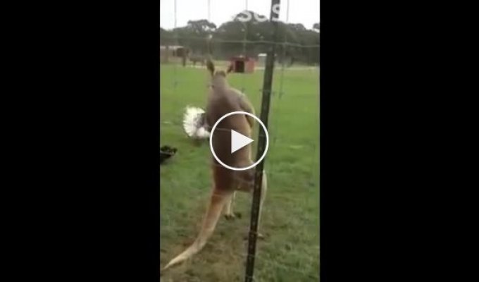 Накаченый кенгуру отбирал деньги у туристов