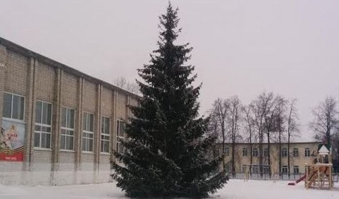 В Тюменской области чиновники спили новогоднюю елку в палисаднике у старушки (2 фото)