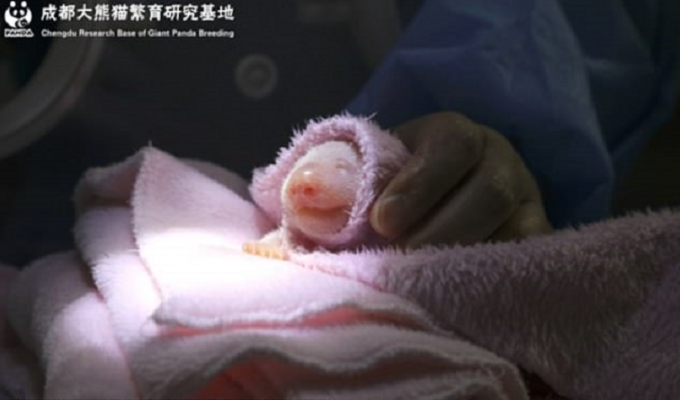 Гигантская панда родила двух «гигантских» малышей (14 фото)