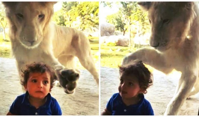 Лев пытается поближе познакомиться с ребенком в сафари-парке (4 фото + 1 видео)