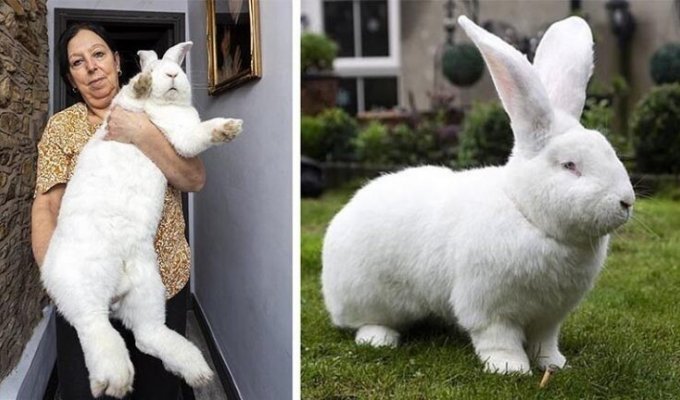 Джестер — гигантский 9-килограммовый кролик (8 фото)