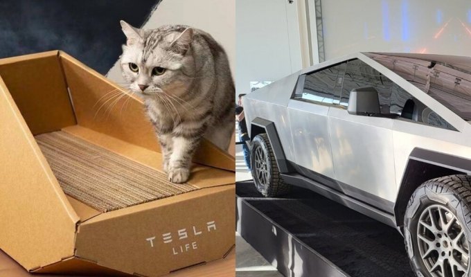 Эту Теслу смогут себе позволить многие: Tesla представила когтеточку в форме Cybertruck (4 фото)