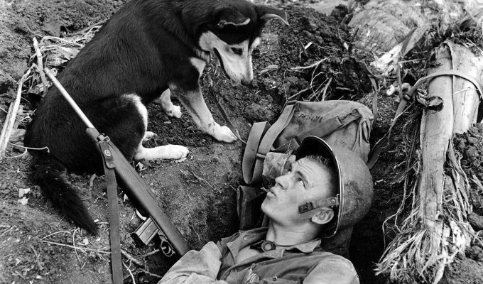 10 знаменитых собак Второй мировой войны (16 фото)