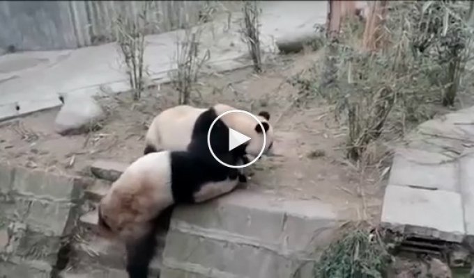 Кунг-фу панды подрались в китайском питомнике