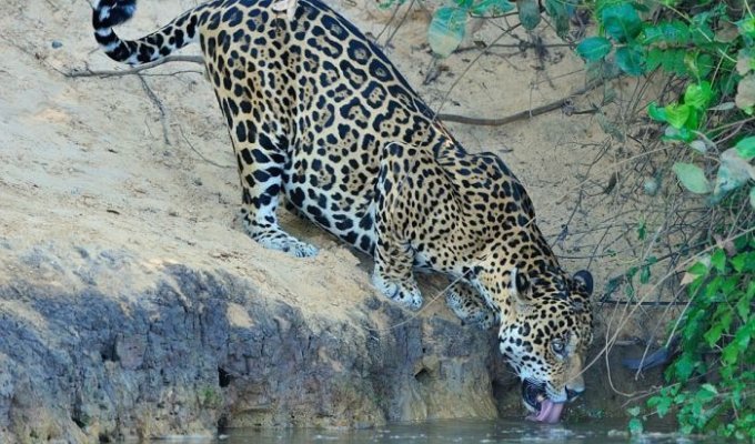 Охота ягуара на каймана шокировала капибару (7 фото + видео)