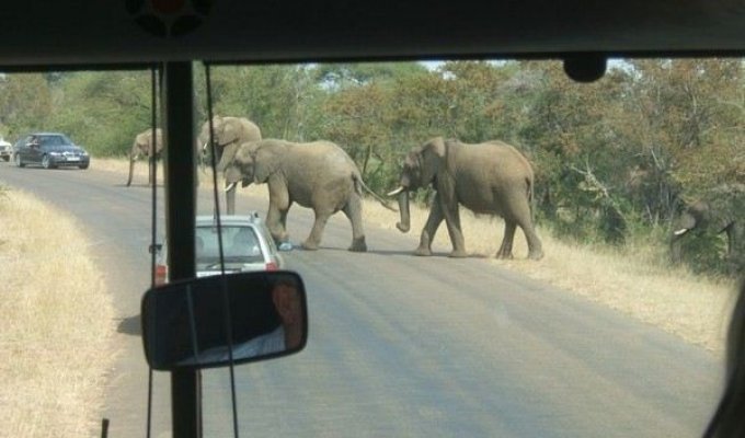 Крюгер — национальный парк Южной Африки (52 фото)